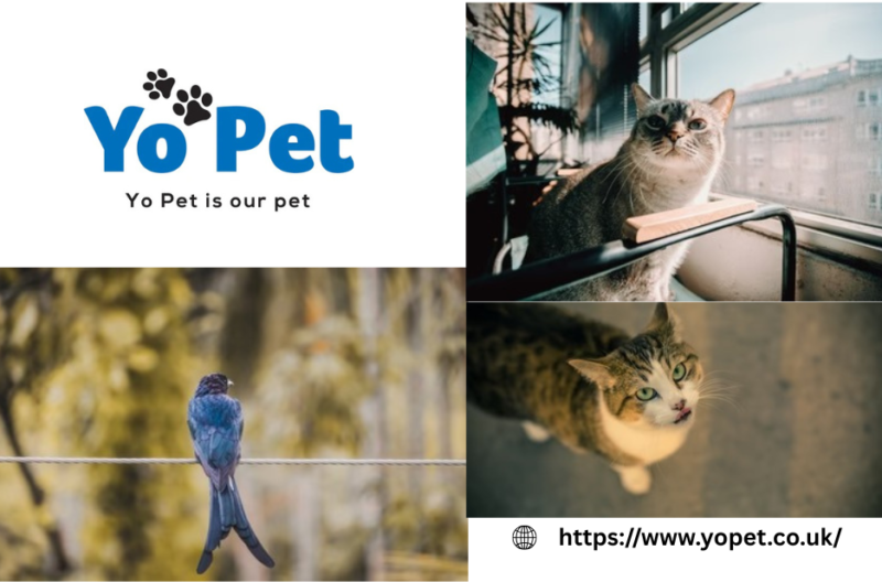 Buy Pet Keeper Plastic Tank Online Uk | Yopet.co.uk