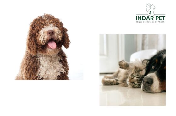Gentle, natural support for your dog’s urinary health