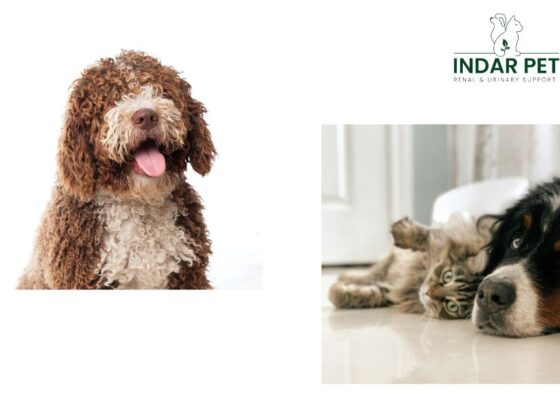 Gentle, natural support for your dog’s urinary health