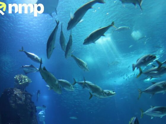 Premium Dry Fish Scale for Nutritional, Cosmetic, and Industrial Uses