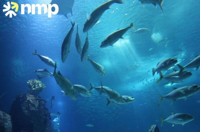 Premium Dry Fish Scale for Nutritional, Cosmetic, and Industrial Uses