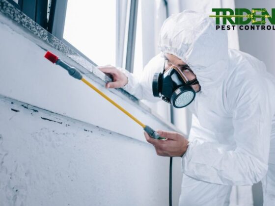 Effective Rodent & Mice Control in Point Cook | Safe, Local Experts