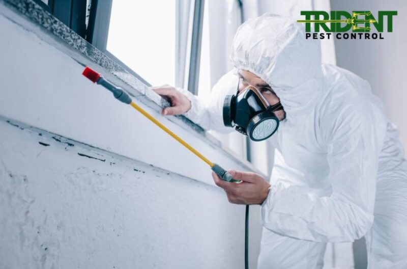 Effective Rodent & Mice Control in Point Cook | Safe, Local Experts