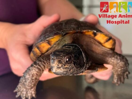 Compassionate Vet Care for Your Pets in Our Community