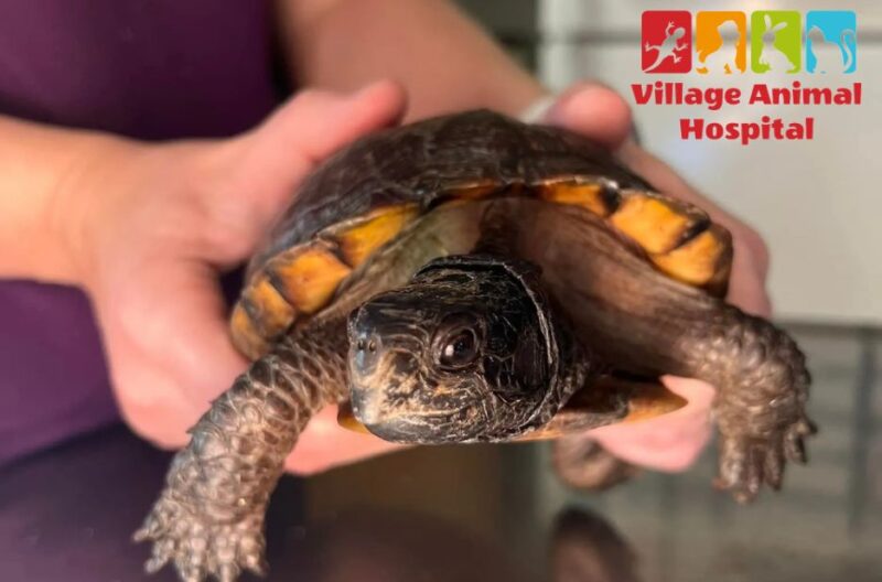 Compassionate Vet Care for Your Pets in Our Community