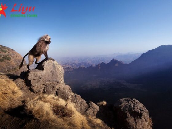 Discover Ethiopian Journeys: Expert Guides, Culture & Seamless Travel