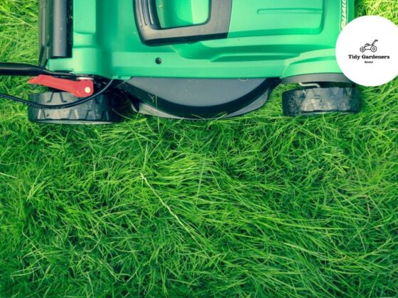 Professional hedge and shrub trimming in Bristol | Local garden care