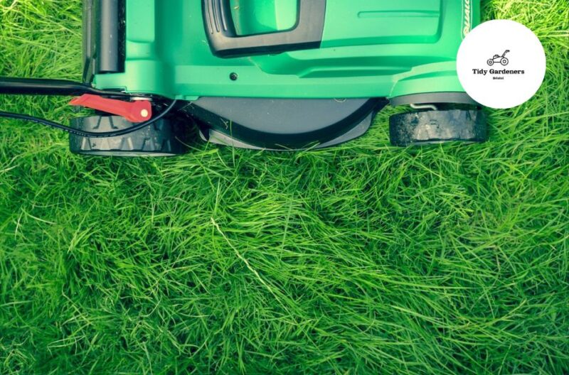 Professional hedge and shrub trimming in Bristol | Local garden care