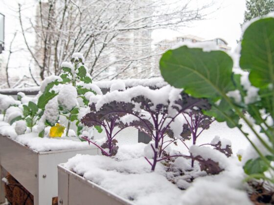 Create a Natural, Homey Organic Cottage Garden in Georgia