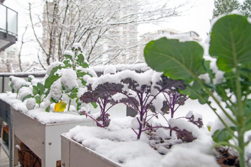 Create a Natural, Homey Organic Cottage Garden in Georgia