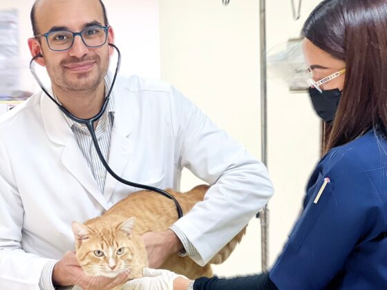 Compassionate Veterinary Care in Doha for Your Pets