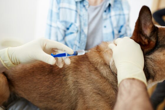 Gentle, at‑home end‑of‑life care for your pet