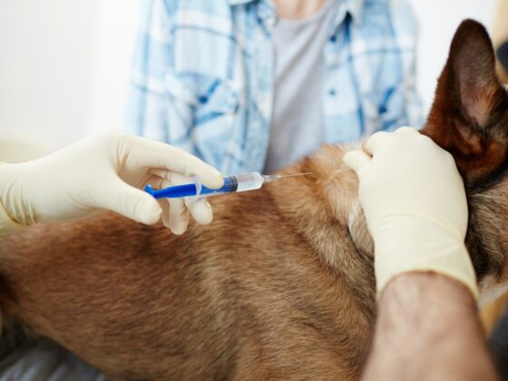 Gentle, at‑home end‑of‑life care for your pet