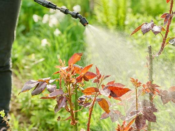 Tailored Lawn Fertilisation Plans for Healthier Grass