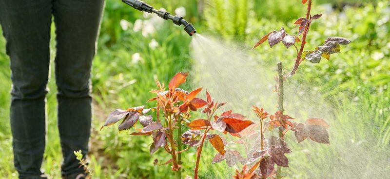 Tailored Lawn Fertilisation Plans for Healthier Grass