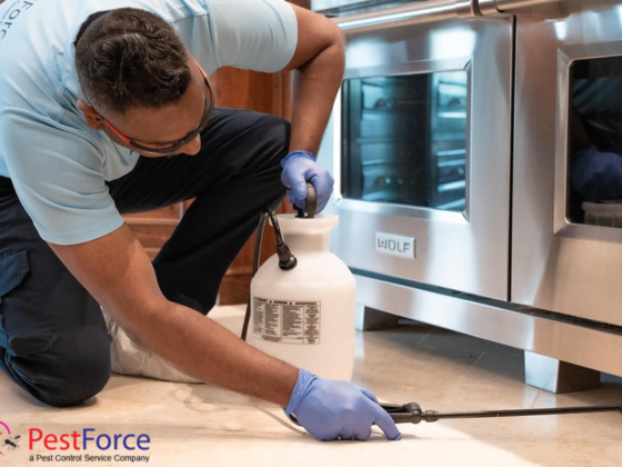 Professional Calgary Rodent Control and Prevention Services