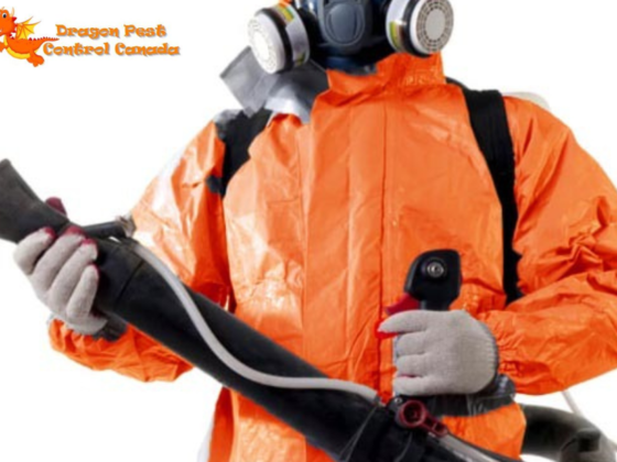 Effective Pest Solutions for Home in Edmonton IA – Safe & Local