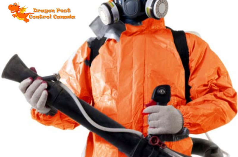 Effective Pest Solutions for Home in Edmonton IA – Safe & Local