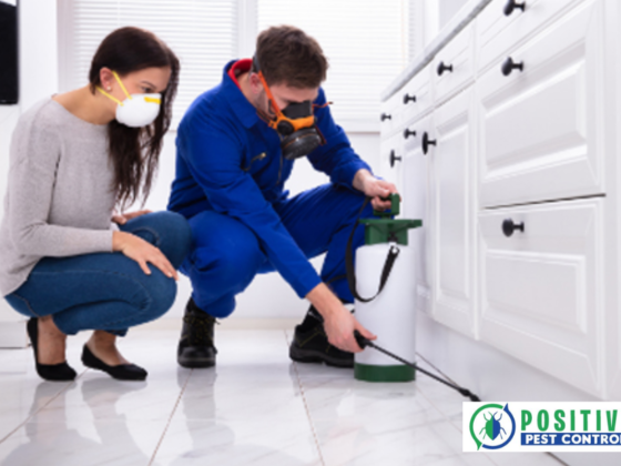 Effective Calgary Roach Solutions: Safe, Proven Pest Control