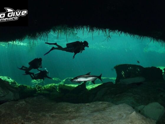 Discover Tulum’s Underwater Wonders: Diver-Friendly Trips and Courses