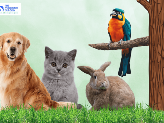 Compassionate Pet Care at a Leading Veterinary Practice in Qatar