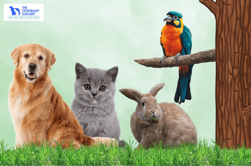 Compassionate Pet Care at a Leading Veterinary Practice in Qatar