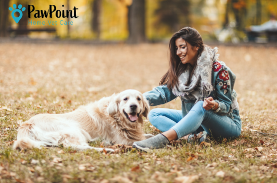 Compassionate at‑home end-of-life care for pets