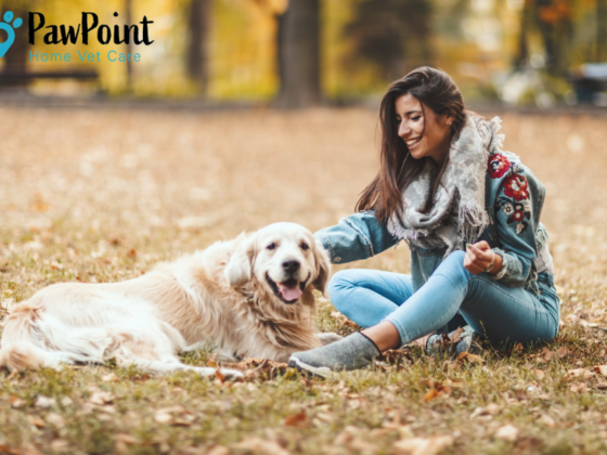 Compassionate at‑home end-of-life care for pets