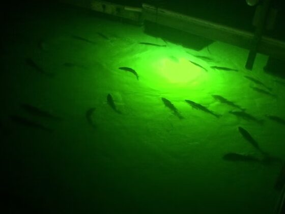 Night Fishing Glow: Durable Dock Lighting for Snook Enthusiasts