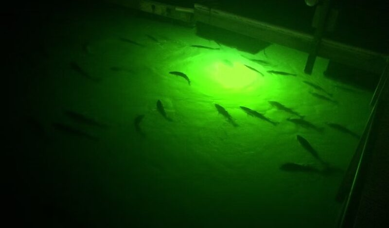 Night Fishing Glow: Durable Dock Lighting for Snook Enthusiasts