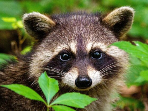 Trusted Raccoon Removal & Prevention in Shohola
