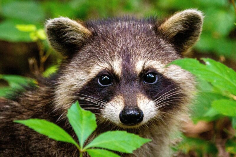 Trusted Raccoon Removal & Prevention in Shohola