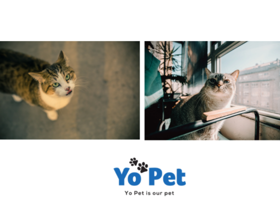 Fresh Dental Treats for Pets: ActivFresh Sticks Alternative