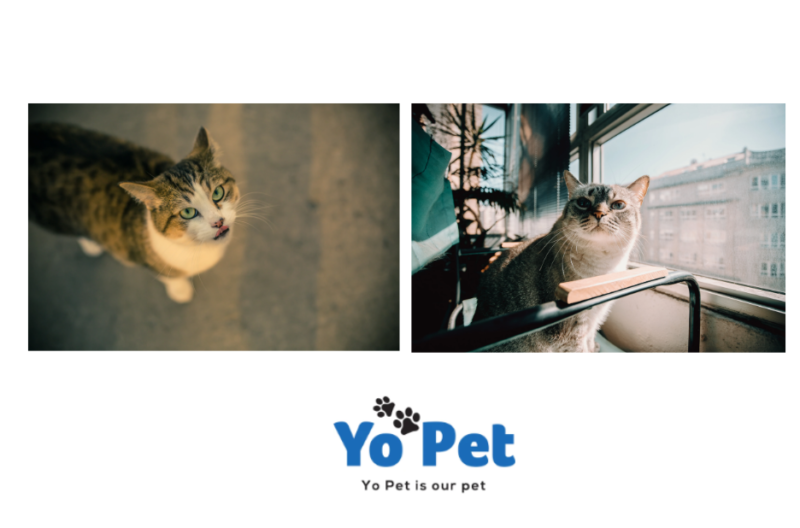 Fresh Dental Treats for Pets: ActivFresh Sticks Alternative