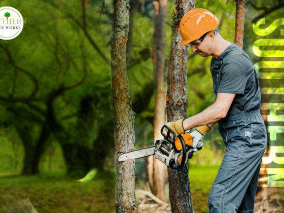 Tree Limb Removal In Dothan Al | Mytreecutter.com