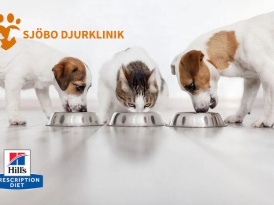 Trygg och omtänksam vaccination för din hund i Ystad