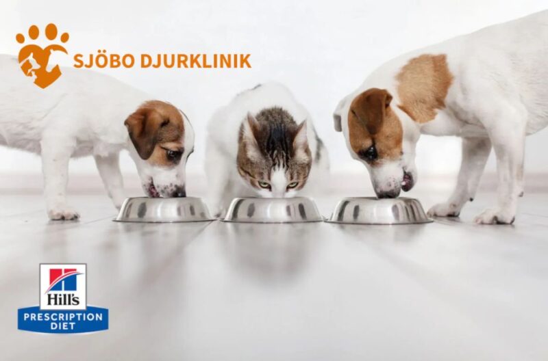 Trygg och omtänksam vaccination för din hund i Ystad