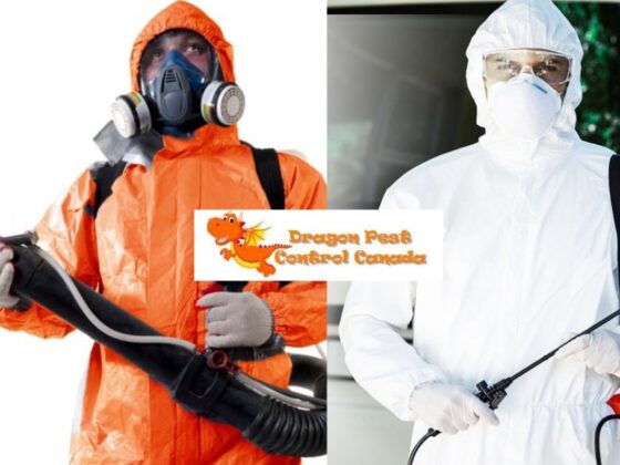 Effective Rodent Control for Homes in Alberta