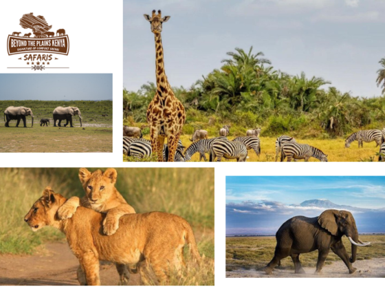 Ultimate Kenya Wildlife Getaways: Top Spots for Your Next Safari