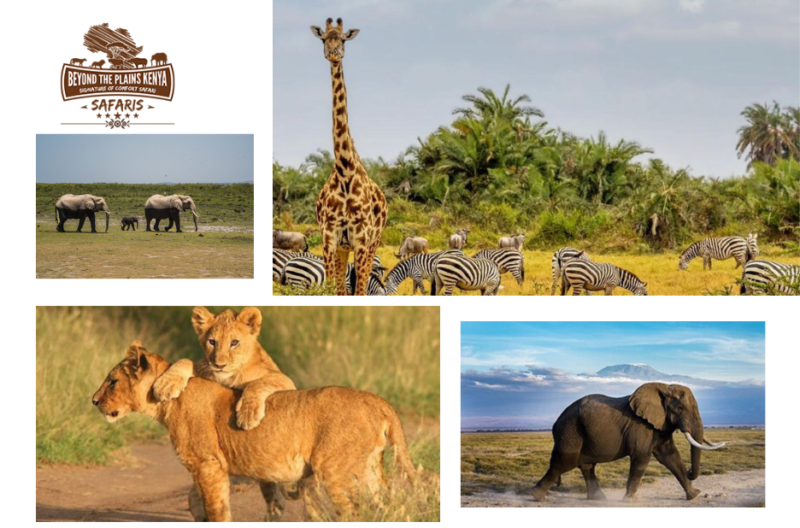 Ultimate Kenya Wildlife Getaways: Top Spots for Your Next Safari