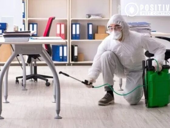 Flea Solutions for Calgary Homes – Safe, Effective & Affordable