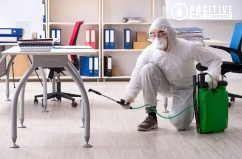 Flea Solutions for Calgary Homes – Safe, Effective & Affordable