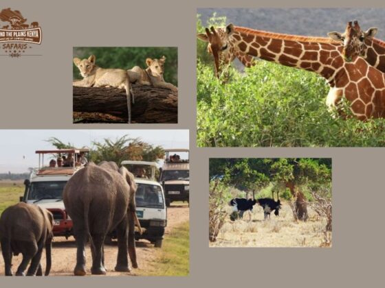 Explore Africa’s Wonders with a Trusted Kenya Safari Specialist