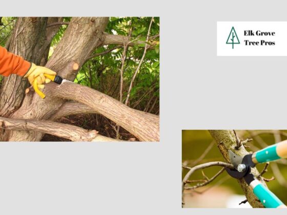 Expert Tree Services in Elk Grove – Safe, Efficient and Reliable