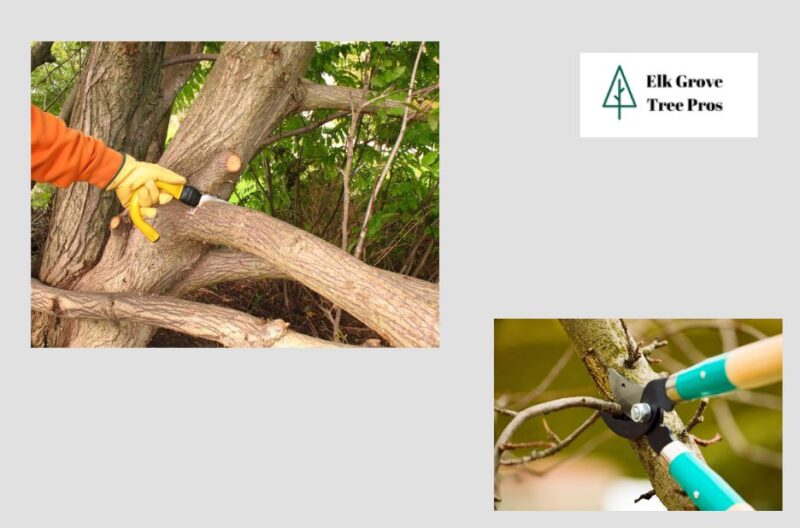 Expert Tree Services in Elk Grove – Safe, Efficient and Reliable