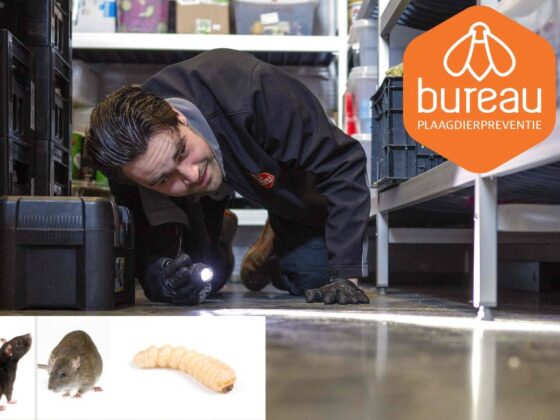 Effectieve en humane oplossingen tegen duivenoverlast