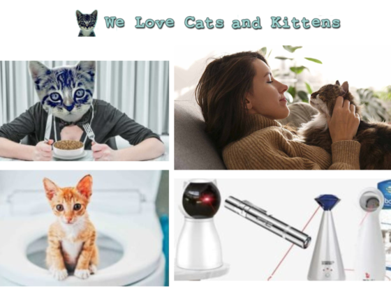 Is Honey Safe for Cats? What Pet Owners Should Know