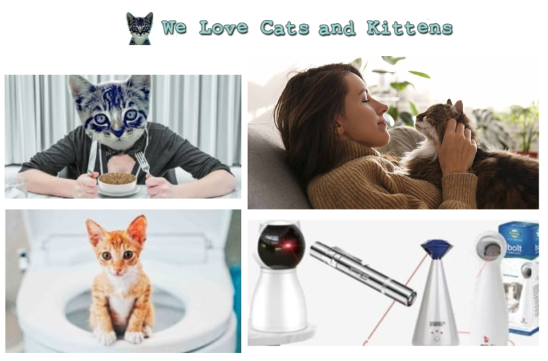 Is Honey Safe for Cats? What Pet Owners Should Know