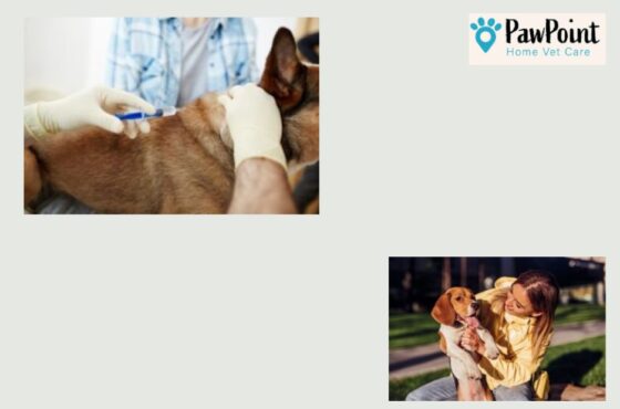 Compassionate at-home end-of-life care for pets in need