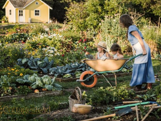 Design a Practical Herb Garden for Your Kitchen